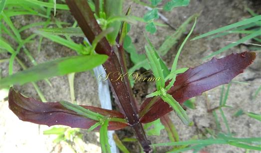  Leafy Shoot- Quadrangular stem with  pair of opposite leaves